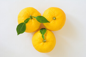 白背景に、俯瞰でみた複数の柚子の実。