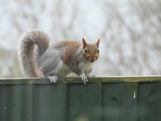 A Grey Squirrel walking along a wooden garden fence.