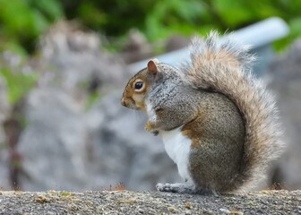 A Grey Squirrel sitting on a garden wall