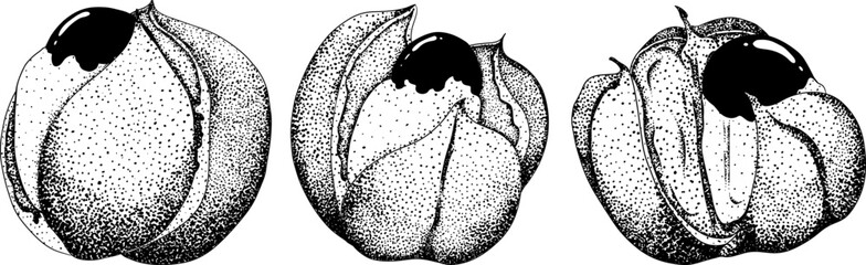 Guarana fruits. Superfood ingredient for energy drink. Natural organic hand drawn engraving isolated vector illustration