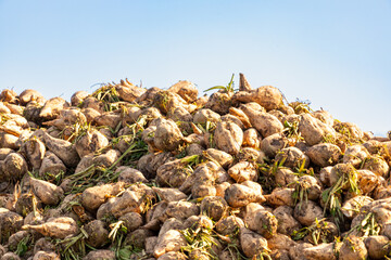 Freshly harvested sugar beets on the field covered with earth