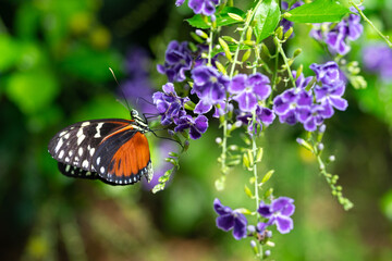 macro closeup photo shoot of a black and orange butterfly on a purple flower