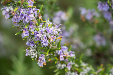 macro closeup photo shoot of purple rosmary in full bloom during spring season