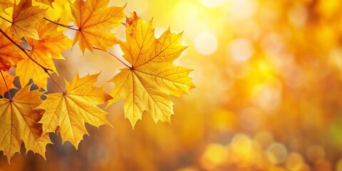 Obraz premium October showcases vibrant maple leaves in autumn, offering a colorful natural backdrop. Perfect for seasonal themes, this scene provides ample space
