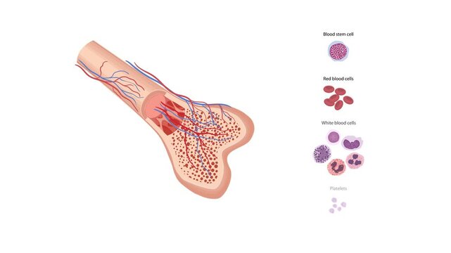Cross-Section of Bone Marrow: Hematopoiesis Process Featuring Blood Stem Cells, Red and White Blood Cells, Platelets, and Vascular Network in Bone Tissue animation