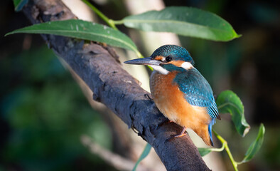 Common kingfisher, Alcedo atthis. A bird sits on a tree branch above a shallow river