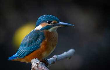 Common kingfisher, Alcedo atthis. A young bird sits on a branch above the river, waiting for prey