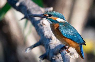 Common kingfisher, Alcedo atthis. A bird sits on a tree branch above a shallow river
