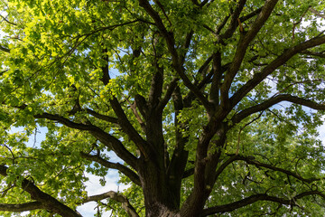 Large remarkable oak in a wild forest. View of the crown from below, from the foot of the tree. Trunk, thick branches and foliage. Trees are guardians of the earth. High quality photo