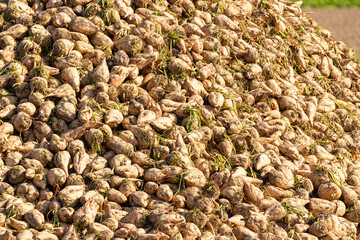 piled up mountain with freshly harvested sugar beets in September