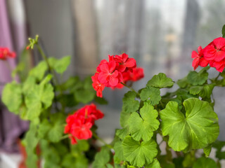 Beautiful blooming red Geraniums decorative flowers close up, floral wallpaper background with geranium pelargonium flowers