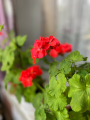 Beautiful blooming red Geraniums decorative flowers close up, floral wallpaper background with geranium pelargonium flowers