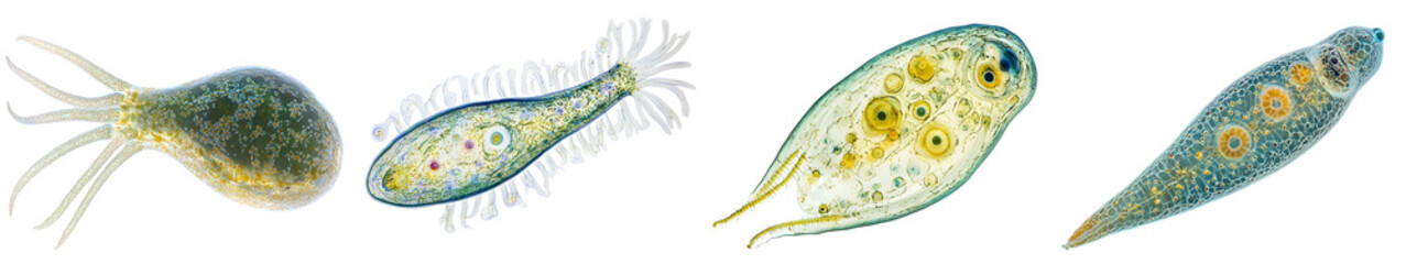 Collection of Euglena with its flagellum single-celled organisms showcasing unique shapes and vibrant colors in a biological illustration.