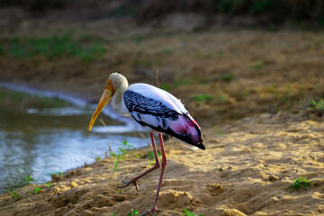 Painted stork, on the move.