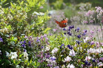 Schmetterling 1161 © K.-U. Häßler