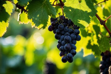 Fototapeta premium Ripe Purple Grapes Hanging on Vine in Vineyard