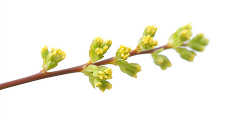 a close up of a plant

