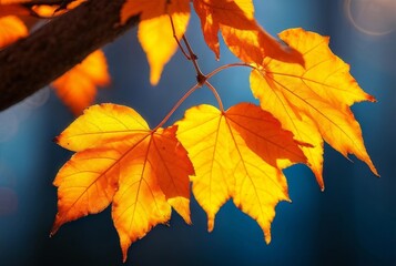 Obraz premium Bright Autumn Leaves Glowing in Sunlight