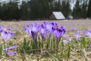 Purple crocus flowers blooming in Tatra mountains at spring time in Poland. Crocus scepusiensis...