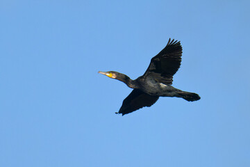 Kormoran im Flug in Schweden im Herbst