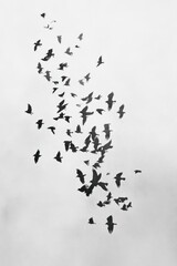 Obraz premium A flock of birds in flight against a cloudy sky, creating a dynamic and serene atmosphere.