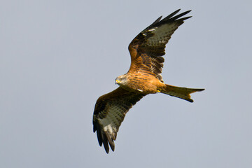 Rotmilan (Milvus milvus) bei der Jagd