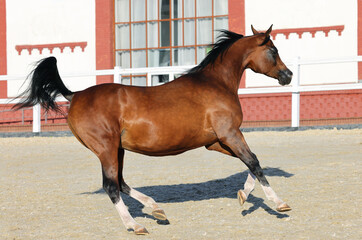 Arabian horse runs in stable manege