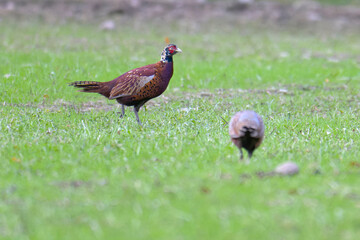 Junge Fasane auf einer Wiese in Schweden im Herbst