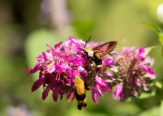 Snowberry clearwing moths on lemon bee balm flowers