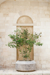 Olive tree in front of the cathedrale of monopoli