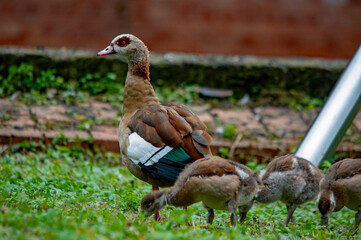 Wachsame Nilgans mit Küken auf einer Wiese