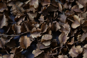 Autumn Concept, Dried Bush Willows for background