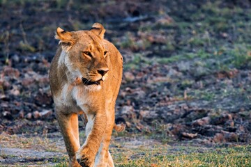 Löwin in der Morgensonne
