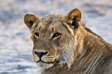 Fototapeta premium Portrait von einer Löwin