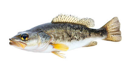 Naklejka premium Seabass, showcasing its luxurious texture, perfect for gourmet meals, isolated on a transparent background
