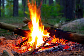 Bonfire in forest in nature. campfire camp outdoor concept. hikers hike through the forest to the bonfire. hike in the forest with bonfire in the forest lifestyle.