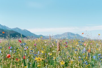 Fototapeta premium A serene meadow blooming with colorful wildflowers stretches to majestic mountains under a clear blue sky.