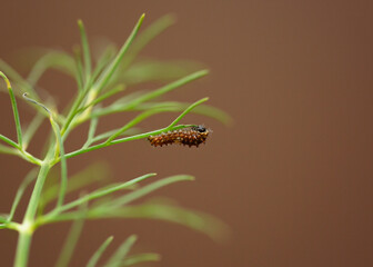Eastern Black Swallowtail caterpillar on dill