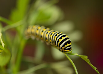 5th instar Eastern Black Swallowtail caterpillar on host plant parsley
