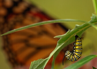Pre Pupa Monarch caterpillar hanging in a J shape preparing to pupate danaus plexippus pattern background
