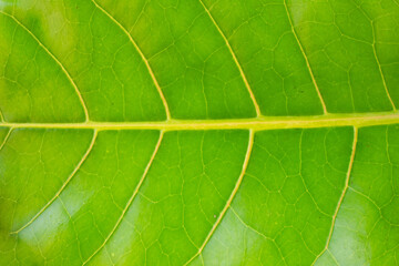 Veined texture of a large green leaf of a plumeria plant. Beautiful natural background