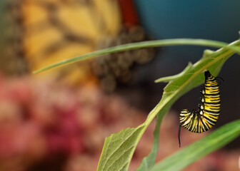 Pre Pupa Monarch caterpillar hanging in a J shape preparing to pupate danaus plexippus pattern background