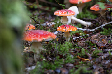 Toadstools