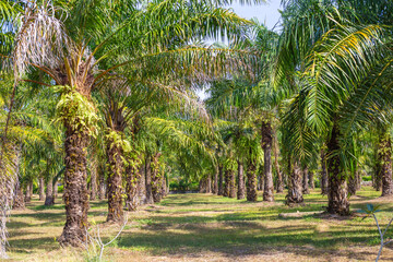 Obraz premium Palm grove with oil palms. Growing oil palms for palm oil production