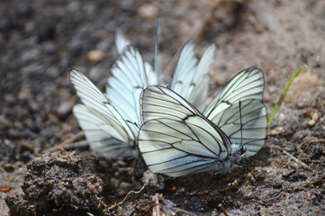 Closeup of a group of white butterflies