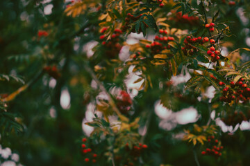 tree with red berries, rowan
