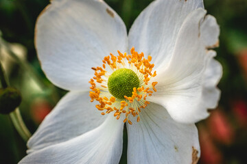 white daisy flower