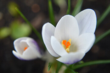 Closeup of white crocus flowers