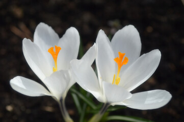 Closeup of white crocus flowers