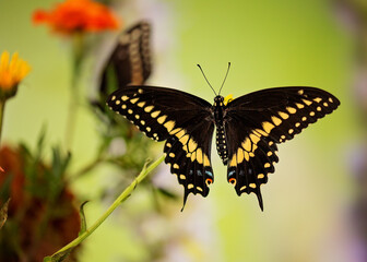 Eastern Black Swallowtail (male) with open wings on flowers